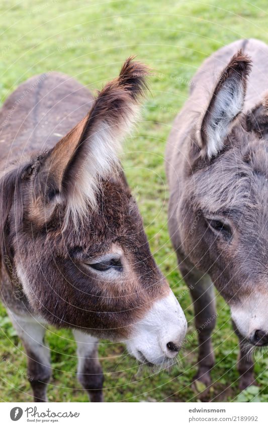 YOUR TWO Nature Animal Autumn Donkey 2 Observe Looking Stand Wait Friendliness Together Natural Curiosity Cute Warmth Wild Soft Gray Green White Serene