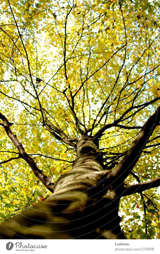 tree Nature Plant Autumn Tree Forest Wood Large Colour photo Exterior shot Deserted Day Shallow depth of field Green Tree trunk Leaf Leaf canopy Worm's-eye view