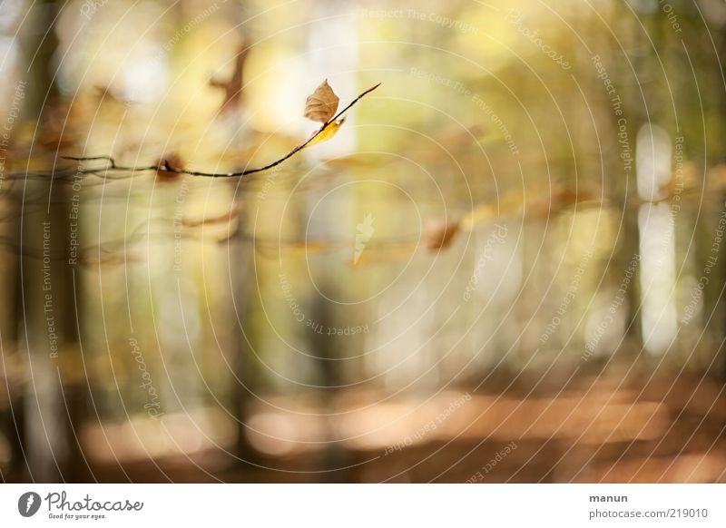 autumn forest Nature Landscape Autumn Beautiful weather Tree Leaf Autumn leaves Autumnal Autumnal landscape Autumnal colours Autumnal weather Twigs and branches