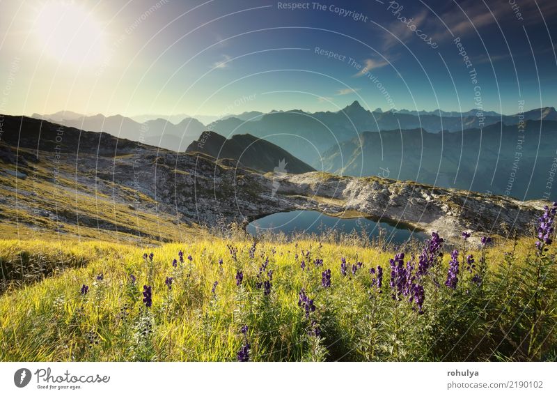 wildflowers on hill by alpine lake at sunrise, Germany Vacation & Travel Summer Sun Mountain Garden Nature Landscape Plant Sky Horizon Sunrise Sunset