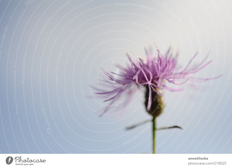 flake flower Environment Nature Plant Sky Summer Beautiful weather Flower Knapweed Blossom Blossoming Fragrance Blue Violet Growth Delicate Colour photo