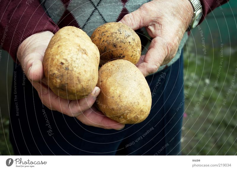 Thick things Food Vegetable Organic produce Hand To hold on Potatoes Harvest Raw Farmer Colour photo Multicoloured Exterior shot Deserted Day Senior citizen Fat