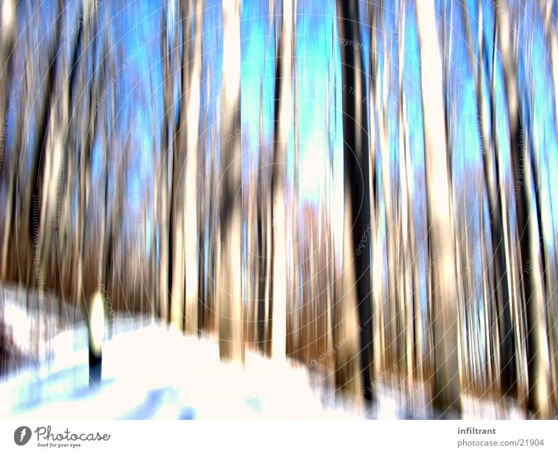 distorted forest Forest Tree Tree trunk Blur Distorted Winter Cold Snow