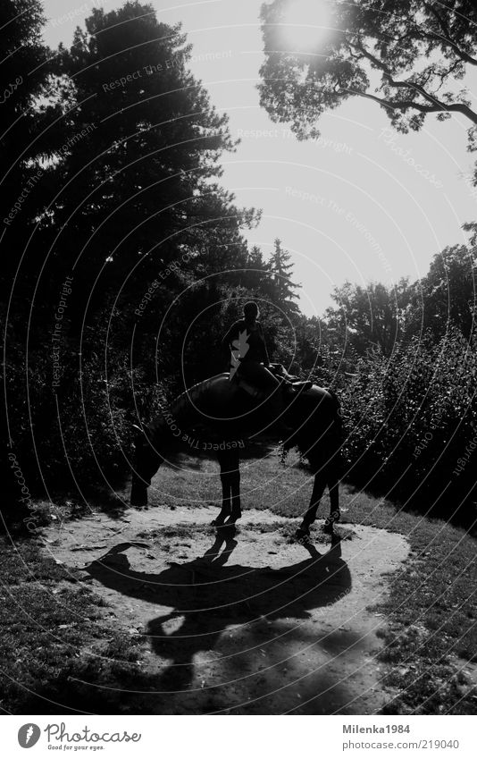 lonesome rider Ride Equestrian sports Human being 1 Landscape Tree Animal Horse Adventure Contact Joy Attachment Rider Figure Black & white photo Exterior shot