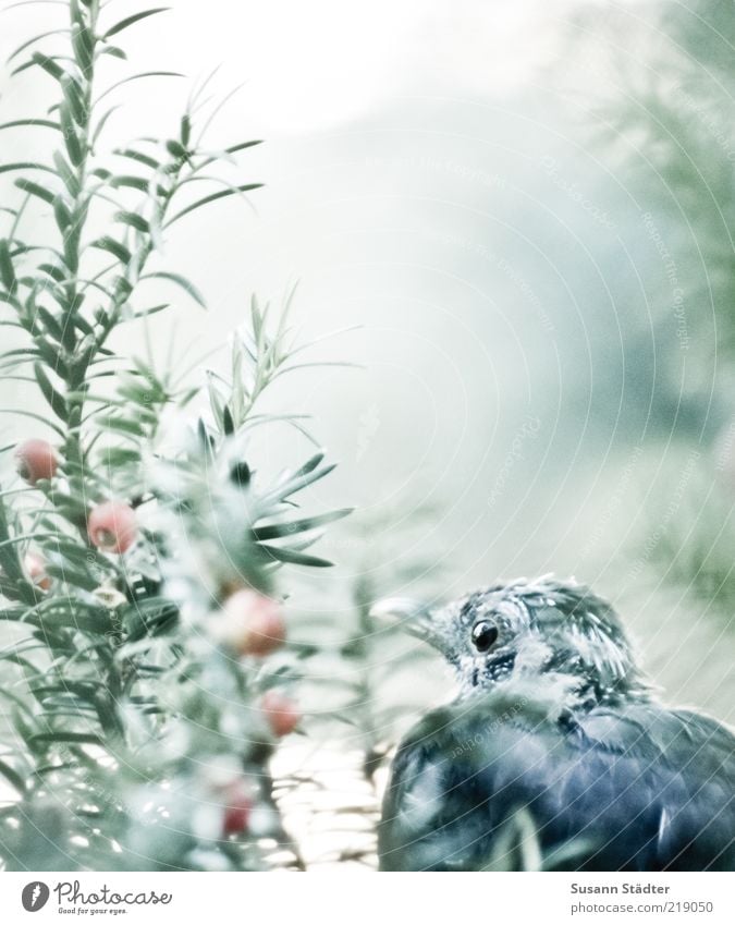 quietly. Bushes Animal Wild animal Bird Animal face Observe Calm Yew Loneliness Wait Hiding place Hide Curiosity Subdued colour Exterior shot Close-up Detail