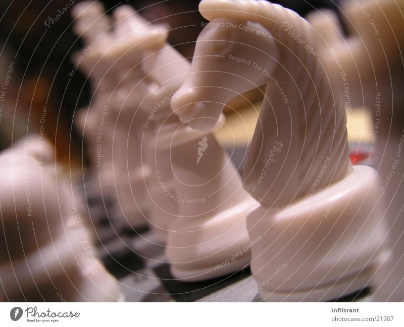 chess Board game Horse Chess piece White Playing Leisure and hobbies Macro (Extreme close-up) Close-up Dull