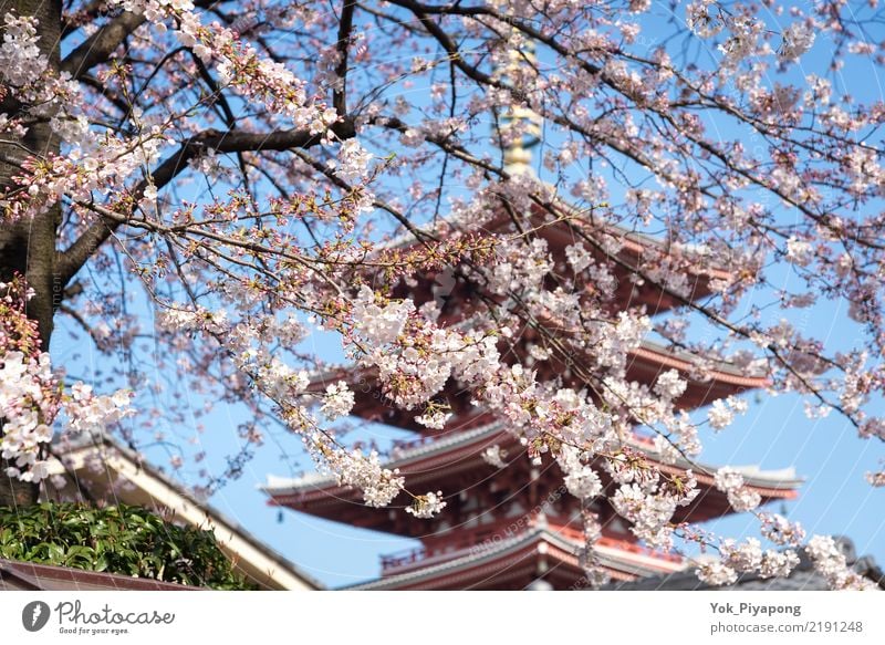 Japanese pagoda with cherry blossom or sakura at sensoji temple Beautiful Vacation & Travel Garden Spring Tree Flower Blossom Natural Pink Colour