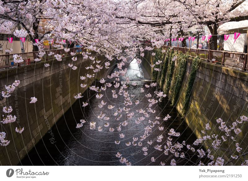 japanese sakura or cherry blossom in meguro river,Japan Beautiful Leisure and hobbies Vacation & Travel Tourism Garden Sky Spring Tree Flower Blossom Park River