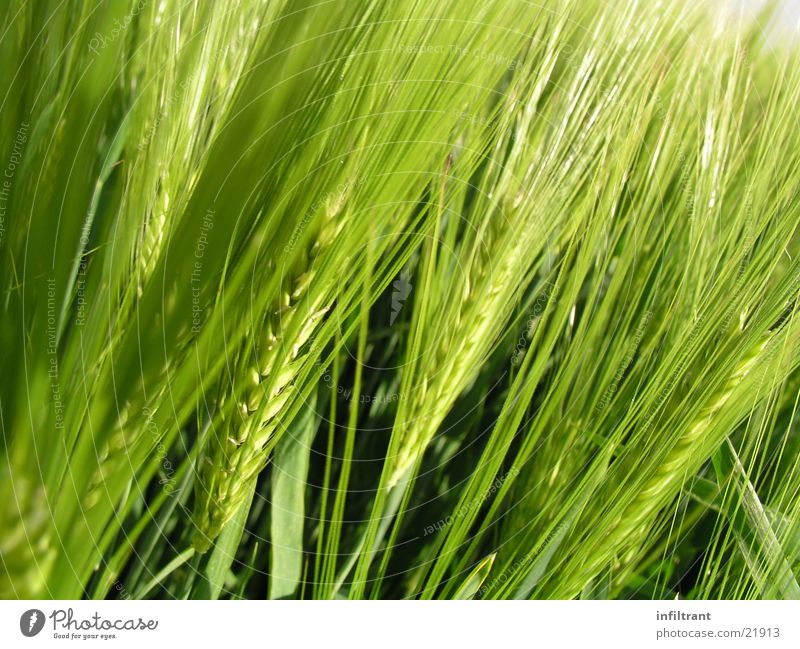 cereals Grain Barley Nature Plant Agriculture Field Ear of corn Macro (Extreme close-up) Close-up