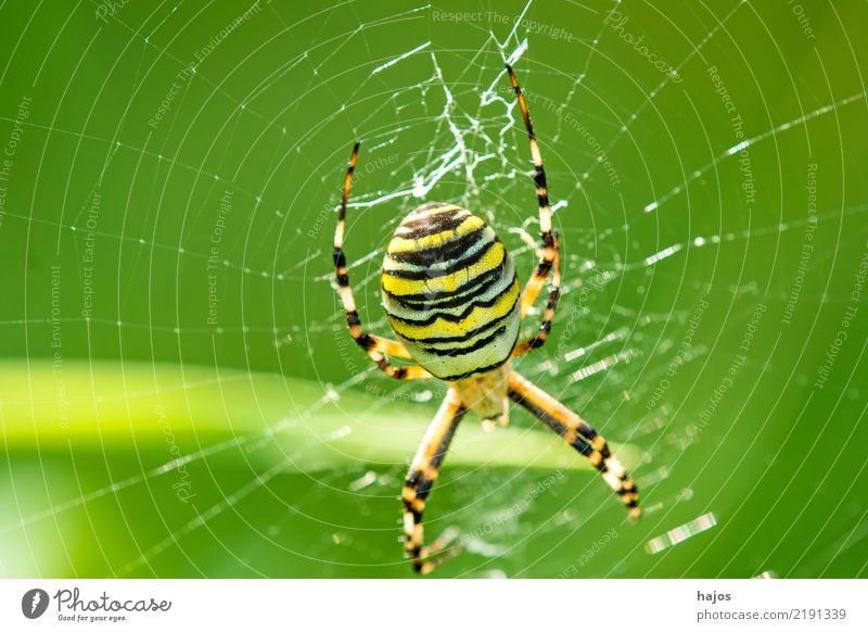 Wasp spider, Argiope bruennichi Cornacchiaia Nature Wild animal Spider Net Large Black-and-yellow argiope feminine Orb weaver spider Insect Zoology Colour photo