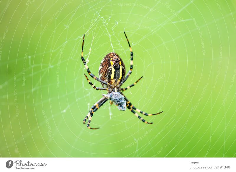 Wasp spider, Argiope bruennichi Cornacchiaia Nature Wild animal Spider Net Large Black-and-yellow argiope feminine Orb weaver spider Insect Zoology Colour photo
