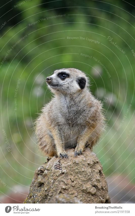 Close up of meerkat sitting alerted on the rock Animal Wild animal Animal face Zoo Meerkat 1 Green Safety Caution Fear Threat Sit Alert Watchfulness Rock