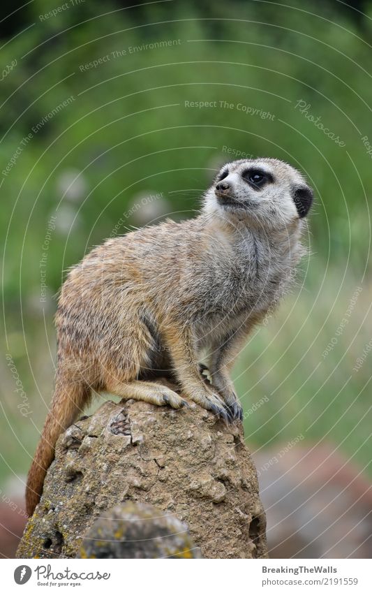 Close up of meerkat sitting alerted on the rock Animal Wild animal Animal face Zoo Meerkat 1 Green Safety Caution Fear Threat Sit Watchfulness Alert Rock