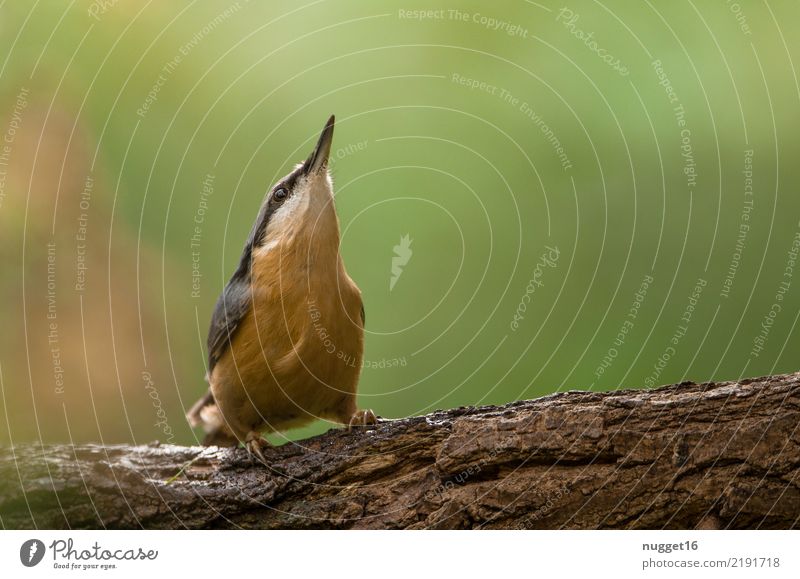 nuthatch Environment Nature Animal Spring Summer Autumn Beautiful weather Tree Garden Park Meadow Forest Wild animal Bird Animal face Wing Eurasian nuthatch 1