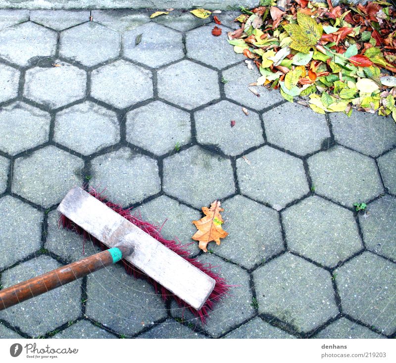 Fight back! Gardening Broom Autumn Leaf Terrace Sidewalk Utilize Cleaning Many Gray Green Red Effort Accuracy Nature Arrangement Paving stone Cobbled pathway