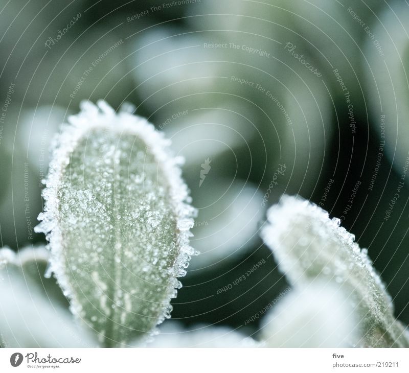 as fresh as a daisy Nature Autumn Plant Leaf Fresh Cold Green Dew Colour photo Exterior shot Macro (Extreme close-up) Morning Blur Shallow depth of field Frozen
