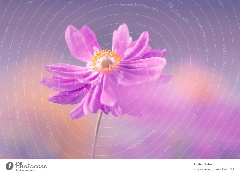 anemone Nature Plant Autumn Flower Blossom Anemone Chinese Anemone Pistil Pollen Garden Park Blossoming Natural Pink Warm-heartedness Romance Calm Relaxation