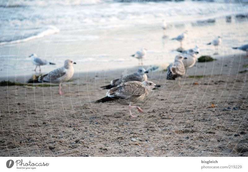 Seagulls III Beach Ocean Waves Coast Baltic Sea Bird Group of animals Flock Sand Water Walking Cold Blue Brown Gray Colour photo Subdued colour Exterior shot