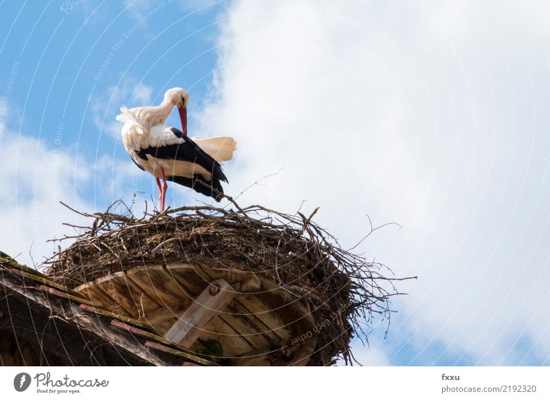 Always stay nice and clean Stork Nest Bird Eyrie Nature Animal Parental care Roof Blue Feather Sky Clouds Wing Freedom Looking Cleaning