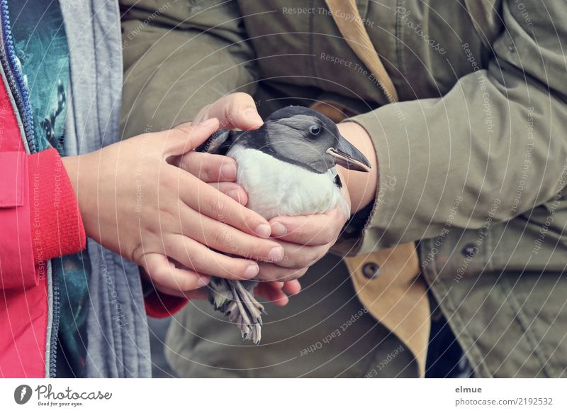 little Puffin (1) Hand Wild animal Bird Baby animal Ritual Tradition Touch Discover Catch To hold on Carrying Throw Together Happy Joie de vivre (Vitality)