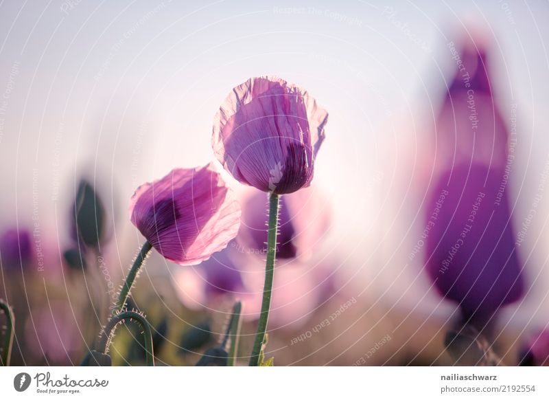 Purple Poppy Life Nature Landscape Plant Sunrise Sunset Spring Summer Beautiful weather Flower Blossom Agricultural crop Poppy blossom Poppy field Poppy capsule