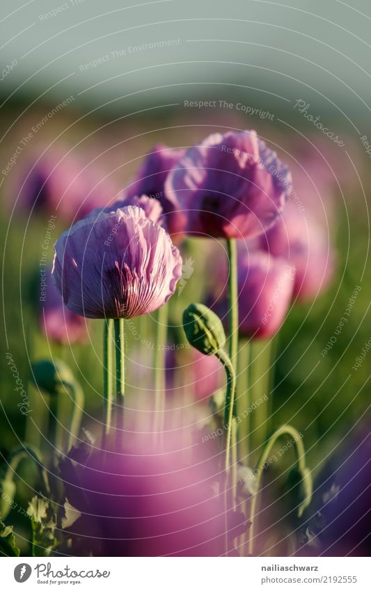 Purple Poppy Life Environment Nature Landscape Plant Spring Summer Beautiful weather Flower Agricultural crop Poppy blossom Poppy field Poppy capsule Garden