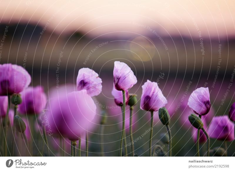 Purple Poppy Life Agriculture Forestry Environment Nature Landscape Plant Spring Summer Flower Blossom Agricultural crop Garden Park Meadow Field Blossoming