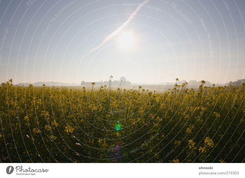 Beautiful morning Nature Landscape Plant Sunrise Sunset Fog Agricultural crop Yellow Colour photo Morning Light (Natural Phenomenon) Sunlight Back-light Canola