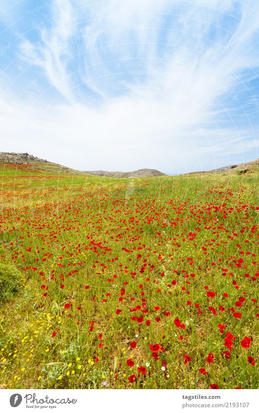 Crete - Greece - Poppy meadows of Prevelhi Preveli Flower meadow Blossom Blossoming Nature Vacation & Travel Travel photography Idyll Card Tourism Sunbeam