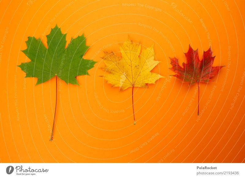 #AS# Autumn Three Art Work of art Esthetic 3 Autumnal Autumn leaves Autumnal colours Early fall Automn wood Orange Green Yellow Red Maple leaf Colour photo