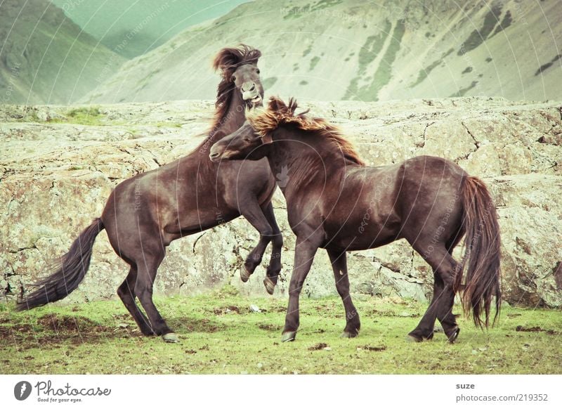 They're just pretending Nature Landscape Animal Wind Meadow Rock Mountain Farm animal Wild animal Horse 2 Pair of animals Fight Walking Esthetic Natural Brown