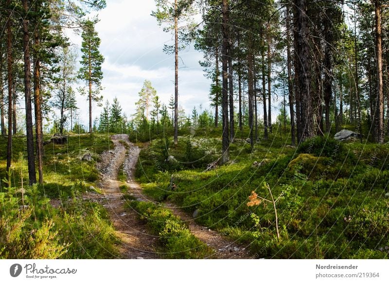one of many Nature Landscape Plant Summer Beautiful weather Tree Forest Lanes & trails Authentic Relaxation Moody Footpath Woodground Pine Sweden Scandinavia