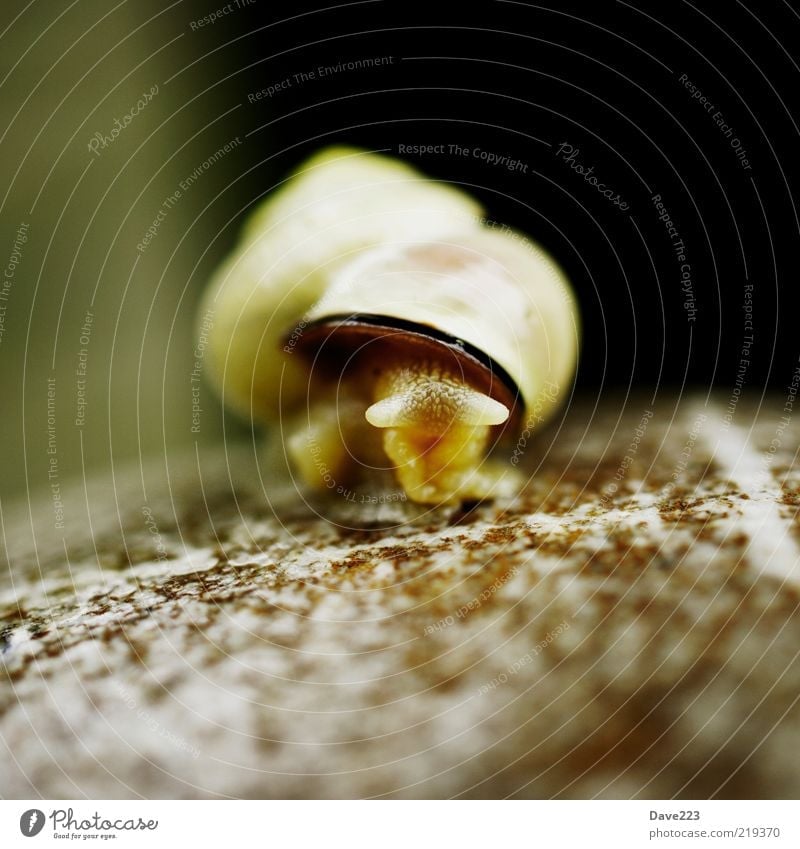 Come out little snail Snail Stone Animal Wild animal Snail shell 1 Looking Small Slimy Brown Colour photo Exterior shot Macro (Extreme close-up) Day