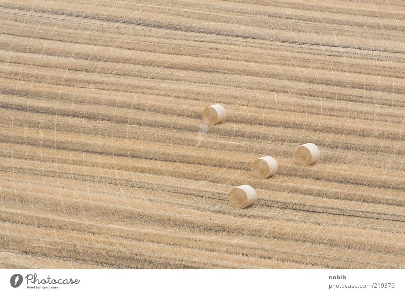 3+1 Grain Autumn Agricultural crop Field Stripe Fragrance Yellow Gold Sustainability Colour photo Aerial photograph Deserted Day Bird's-eye view Cornfield