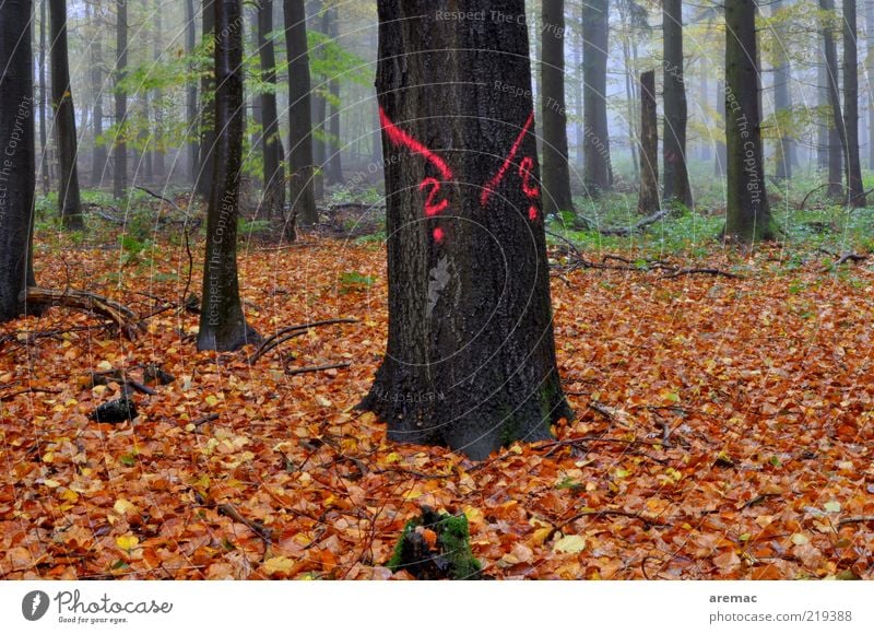 At a loss in the forest Nature Landscape Plant Autumn Bad weather Fog Rain Tree Leaf Forest Wood Sign Old Dark Brown Deciduous tree Deciduous forest