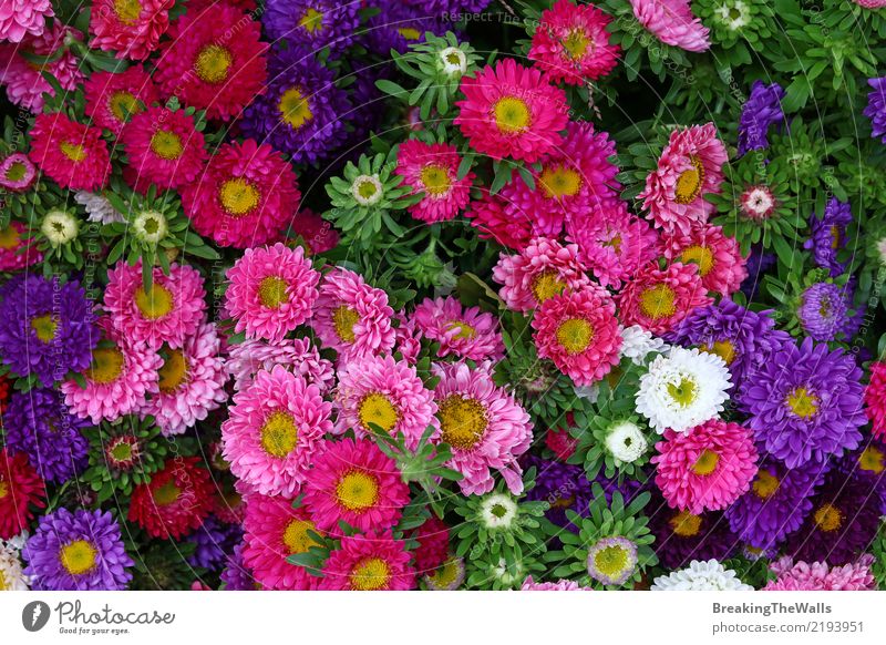 Background of multicolor aster flowers close up Feasts & Celebrations Valentine's Day Nature Plant Autumn Flower Leaf Blossom Aster Garden Fresh Green Pink