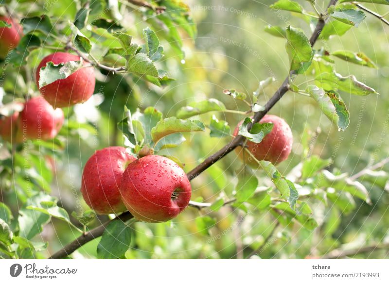Red apples Fruit Summer Garden Nature Landscape Plant Autumn Tree Drop Growth Fresh Natural Juicy Green Colour orchard food Farm ripe healthy Organic Seasons