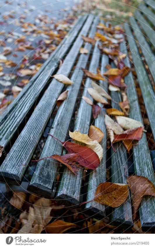 already occupied Autumn Leaf Park Wood Gloomy Brown Yellow Park bench Autumn leaves Autumnal Autumnal weather Wood grain Weathered Colour photo Subdued colour