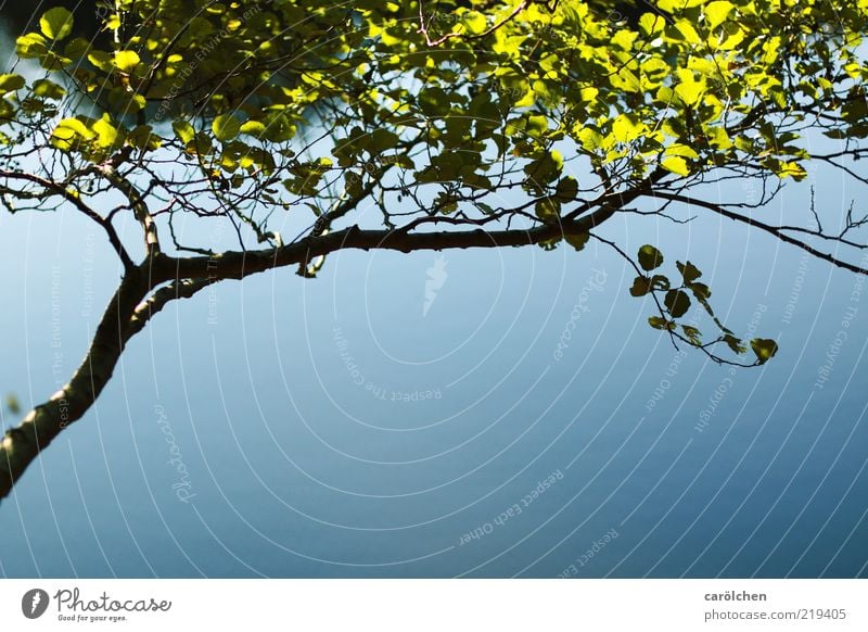 foliage Nature Beautiful weather Tree Blue Green Black Branch Leaf Simple Elegant Reduced Lakeside Delicate Beech tree Colour photo Detail Deserted