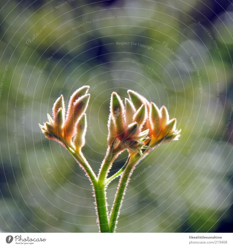 anigozanthos Nature Plant Sunlight Flower Blossom Pot plant Blossoming Growth Colour photo Exterior shot Close-up Detail Deserted Copy Space top