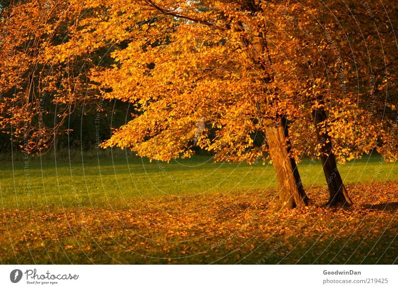 Lights. III Environment Nature Elements Earth Beautiful weather Plant Tree Park Old Moody Autumn Calm Colour photo Exterior shot Deserted Twilight Shadow