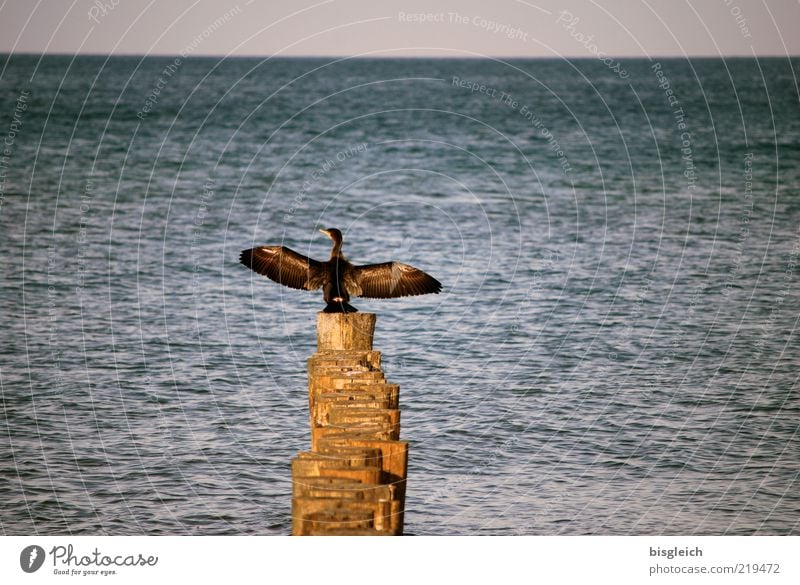 Broad out the wings both ... Baltic Sea Ocean Bird Wing Cormorant 1 Animal Wood Sit Blue Brown Break water Horizon Colour photo Subdued colour Exterior shot