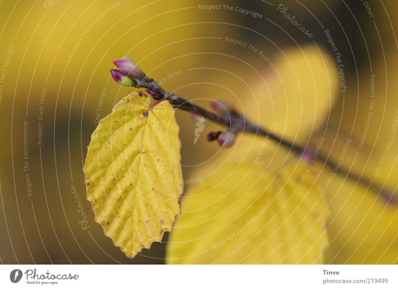 Every end has a beginning. Nature Autumn Leaf Yellow Change Beech leaf Twig Leaf bud Transience Colour photo Exterior shot Close-up Day Autumnal Autumn leaves