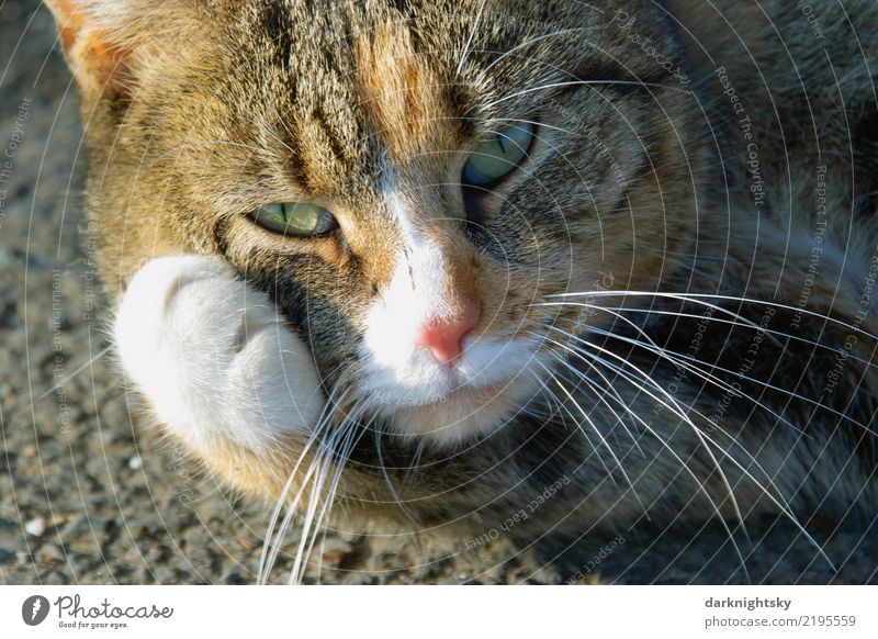 Portrait of a lying cat with a paw Elegant Face Harmonious Well-being Contentment Relaxation Calm Street Animal Pet Cat Animal face Pelt Paw 1 Touch Lie