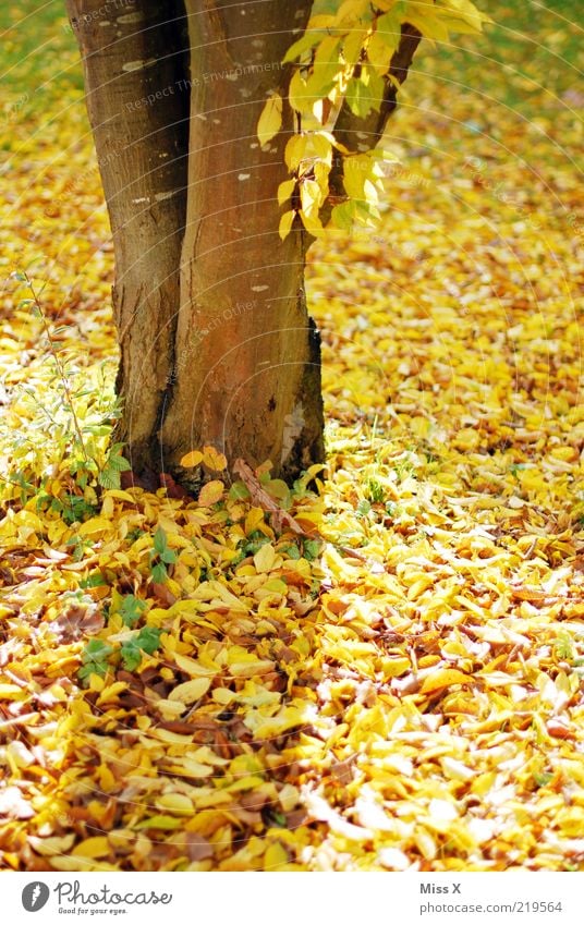 Yellow Autumn Tree Leaf Gold Tree trunk Beech tree Autumn leaves Autumnal Indian Summer Colour photo Multicoloured Exterior shot Deserted Day Light Cycle Detail