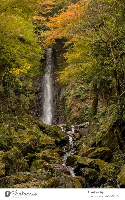 The Water Falling at the Yoro Waterfall in Gifu, Japan Beautiful Vacation & Travel Tourism Mountain Garden Nature Landscape Autumn Tree Moss Leaf Park Forest