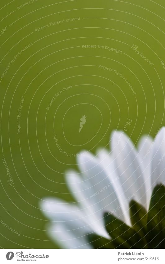 green prospects Environment Nature Plant Spring Flower Wild plant Blossoming Fresh Natural Beautiful Daisy Green White Colour photo Multicoloured Exterior shot