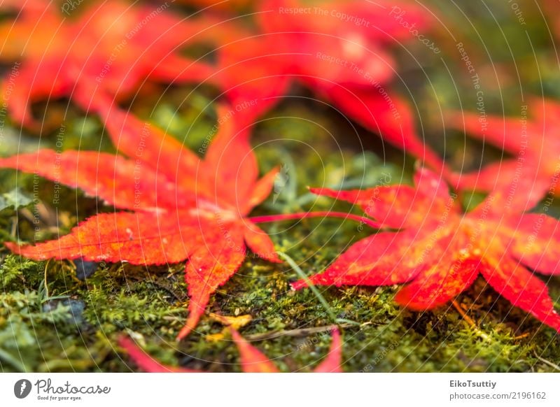 Fall Color Maple Leaves at the Forest in Nikko, Tochigi, Japan Beautiful Vacation & Travel Mountain Garden Nature Plant Sky Autumn Tree Leaf Park Wild Red