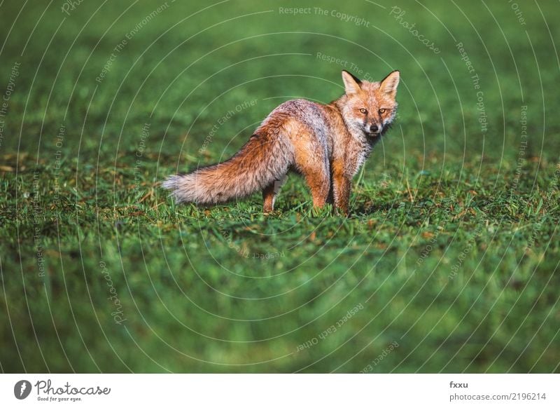 fox Environment Nature Landscape Animal Wild animal 1 Brown Green Hunting Nature reserve Colour photo Deserted Copy Space Above Day Feeble Animal portrait