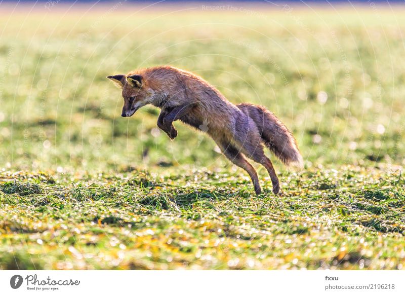 You got me! Fox Animal Nature Mammal Forest Wild animal Cute Animal portrait Meadow Field Close-up Jump Food Orange Exterior shot Land-based carnivore Mouse